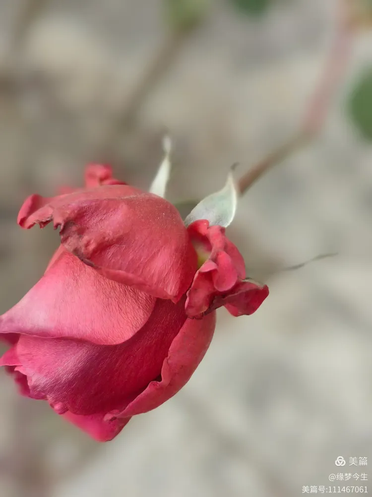 玫瑰月季迎元旦